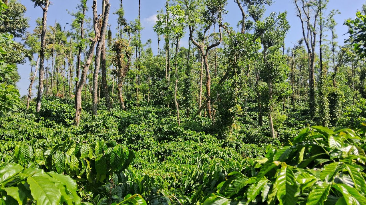 2.25 Acres Coffee Plantation for Sale Near Mudigere & Belur | NH Access | Villbiz
