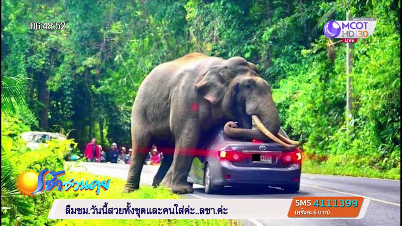 ลอดท้องช้างทั้งคัน! 