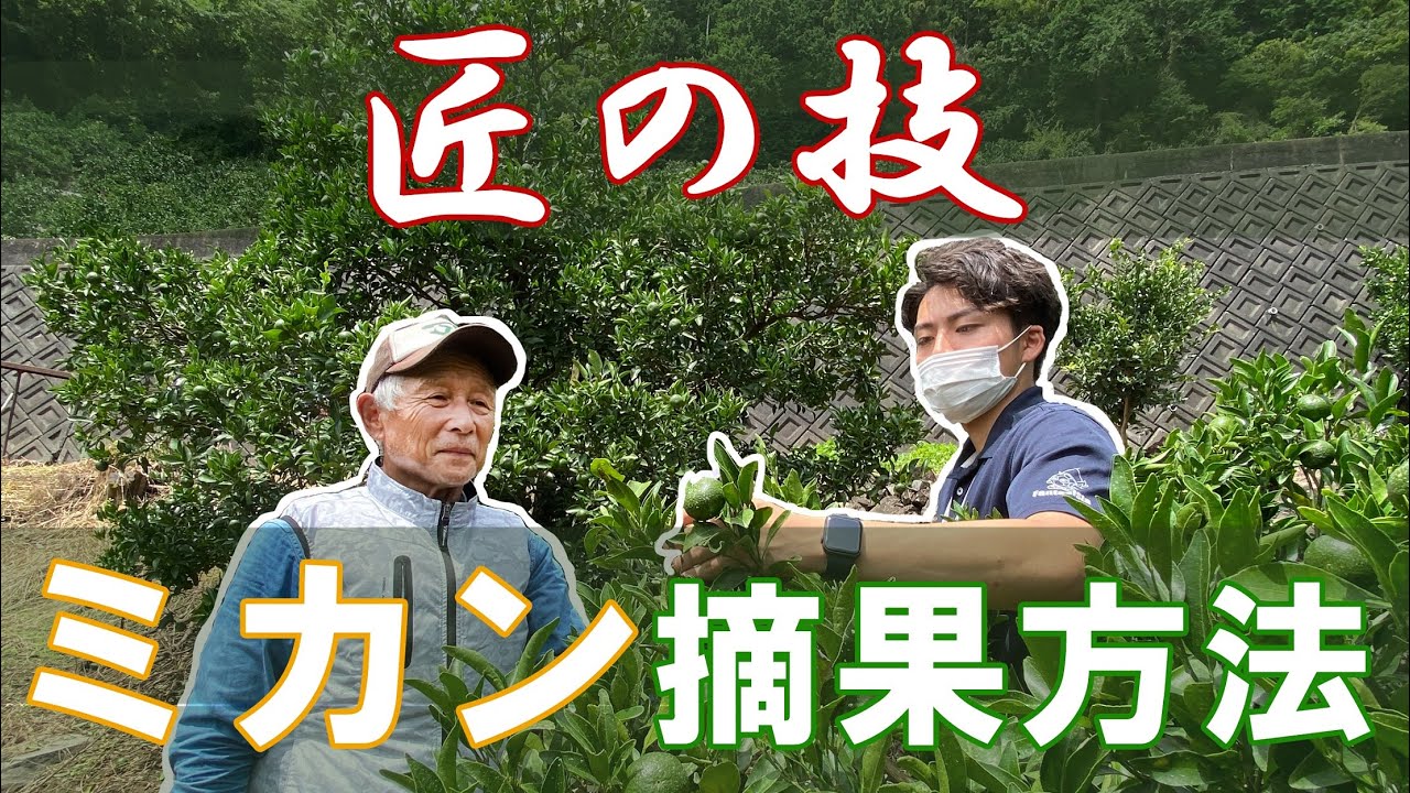 【匠の技】ミカンの摘果【おいしいミカンを作るために！】