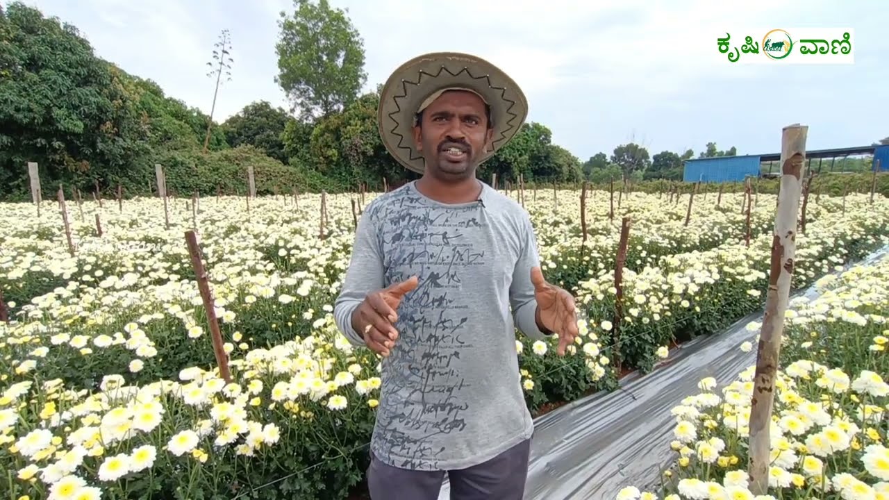 ಭಾಗ್ಯ ಶ್ರೀ ವೈಟ್  ಸೇವಂತಿಗೆ ಹೂವು ಬೆಳೆದು ಉತ್ತಮ ಆದಾಯ ಪಡೆದ ನಾಗೇಶ್  | Bhagyashree White | Chrysanthemum |