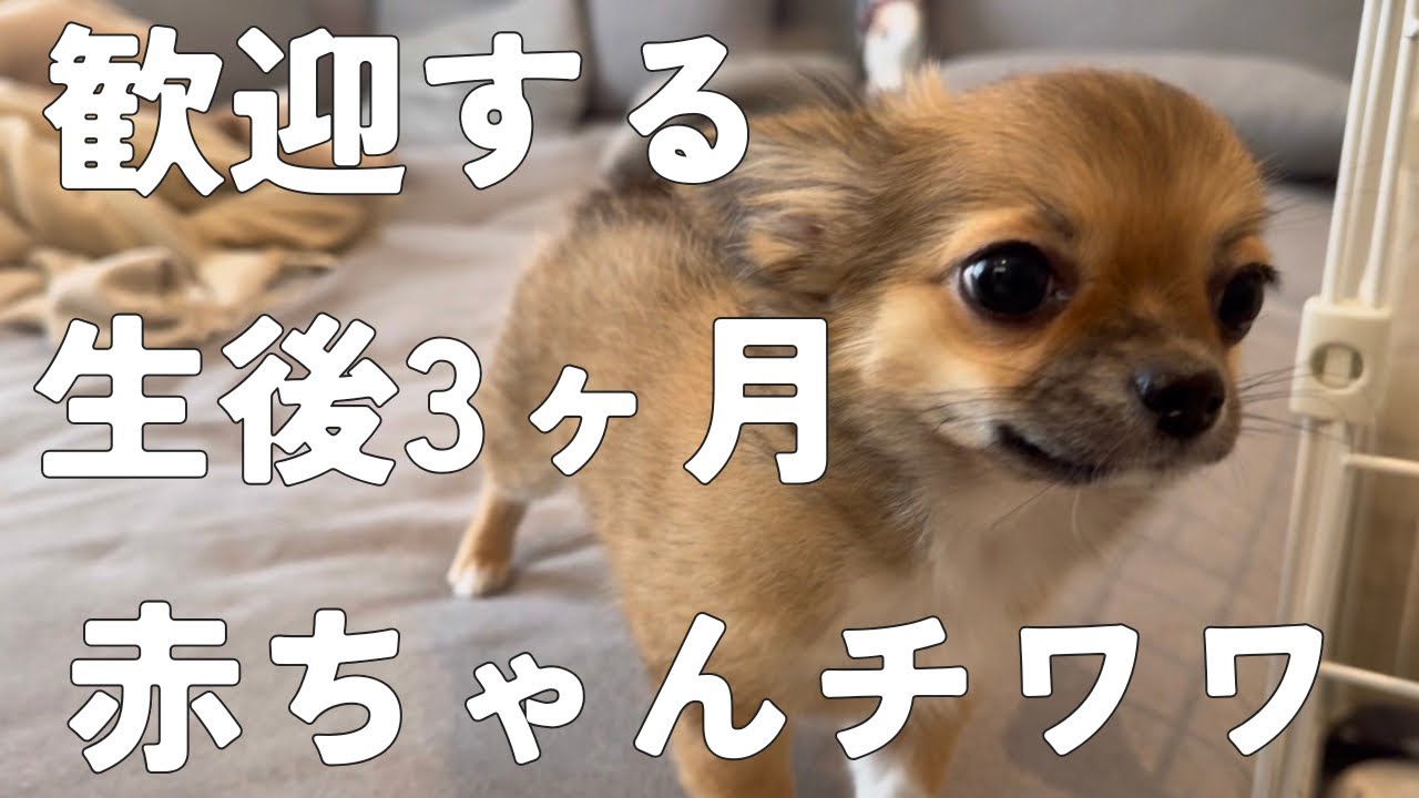 【生後3ヶ月】歓迎する赤ちゃんチワワ