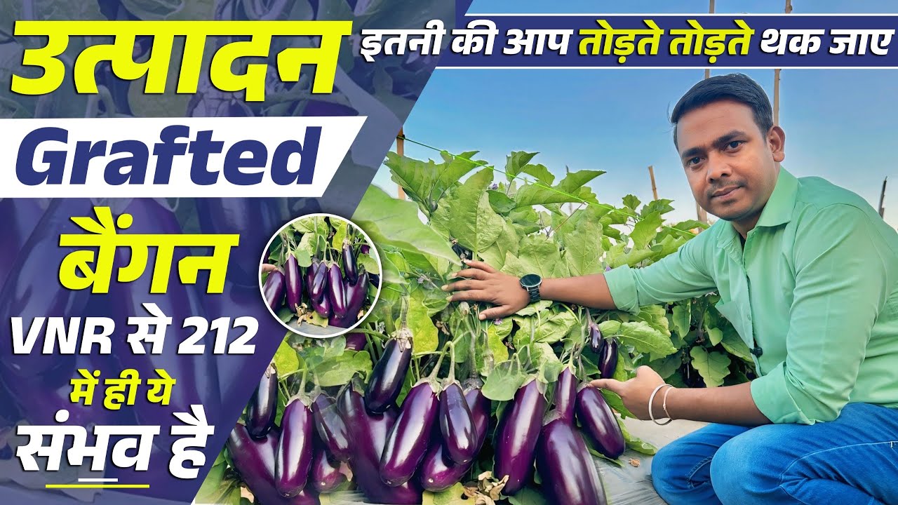 पहला हार्वेस्टिंग में ही पूंजी वापस | इतना उत्पादन  बैंगन 🍆 VNR 212 में ही है संभव
