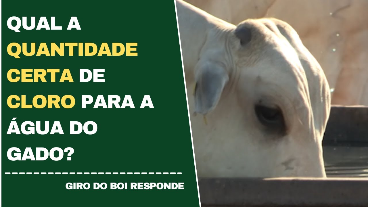 QUAL A QUANTIDADE CERTA DE CLORO PARA A ÁGUA DO GADO?