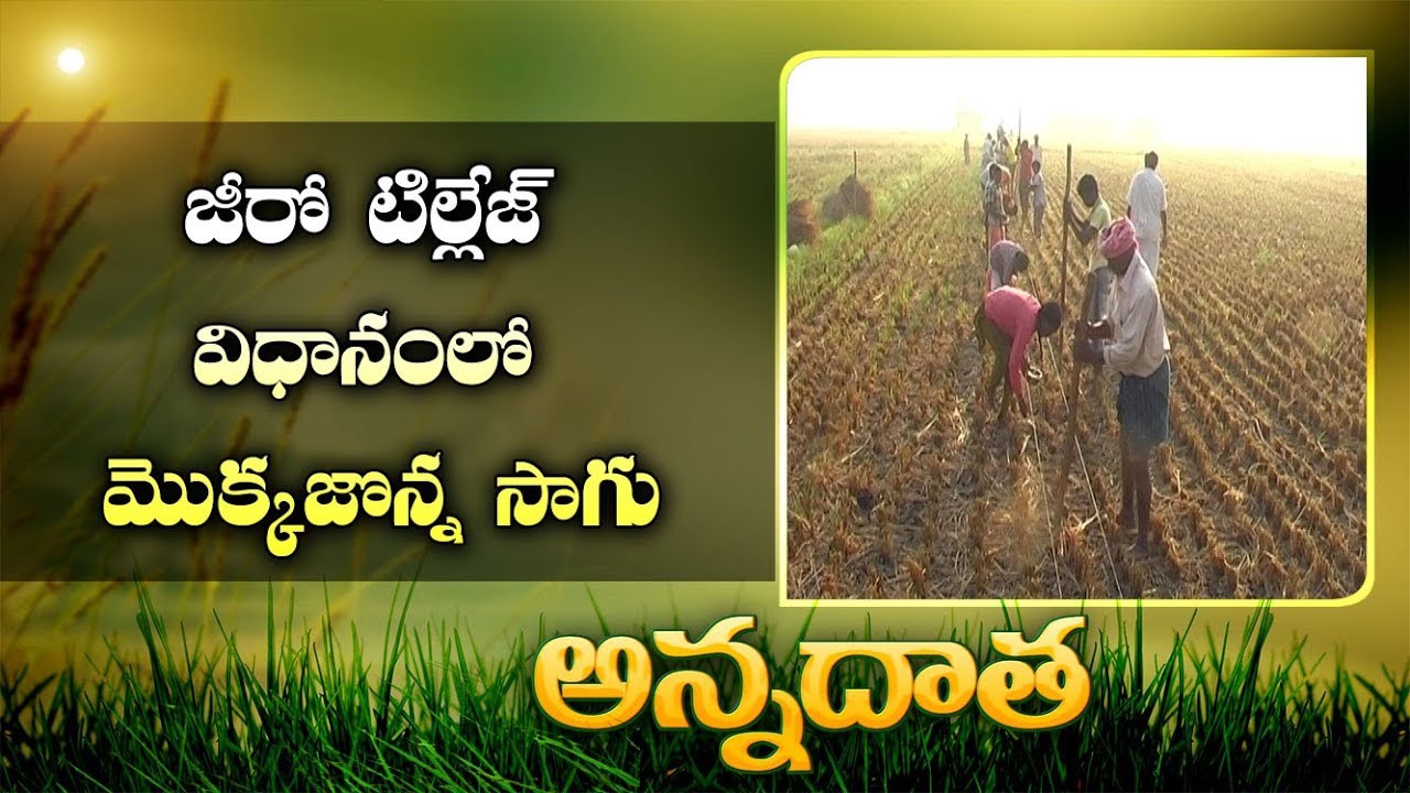 Maize with Zero Tillage | Cultivation in Paddy Fields