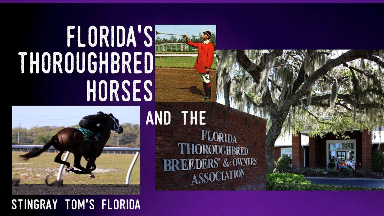 Florida's Thoroughbred Horses & the Florida Thoroughbred Breeders & Owners Assoc.: Take 5 for FL 24