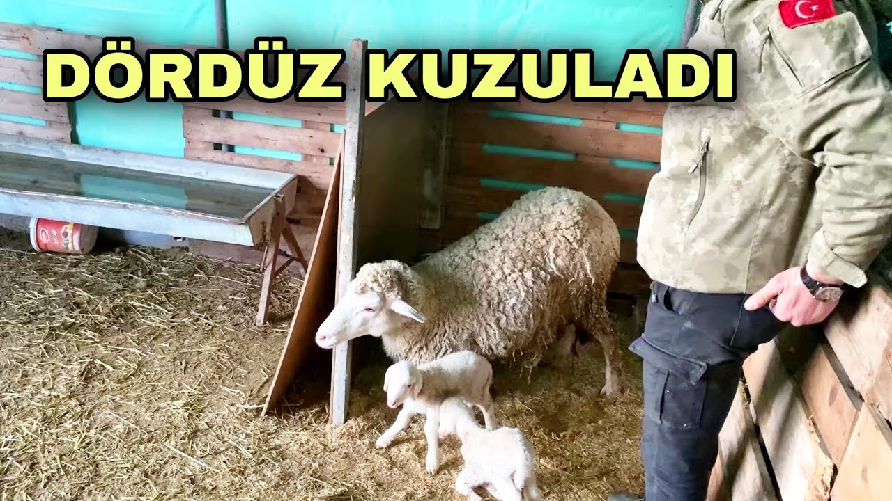 EMMİOĞLUNU İNEK ISIRDI. YENİ DOĞAN KUZULAR BUZAĞILAR.