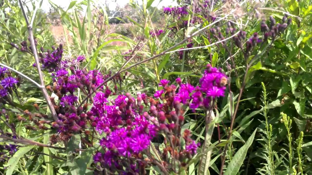 Bees working the ironweed
