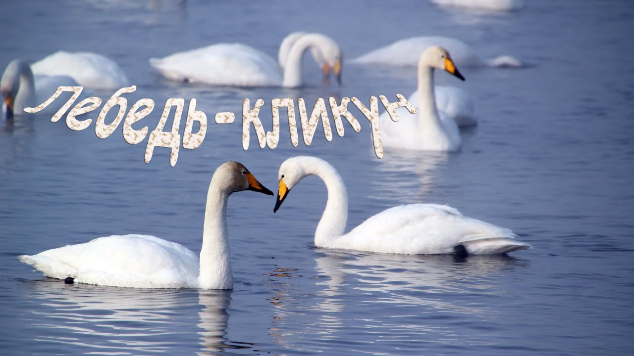 Голоса птиц Как поёт Лебедь кликун (Cygnus cygnus)