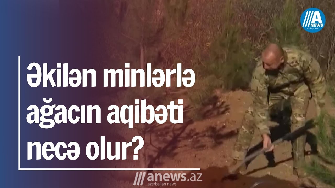 Əkilən minlərlə ağacın aqibəti necə olur?