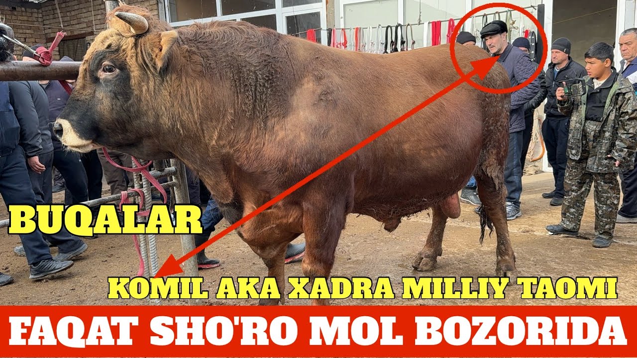 SHO'RO MOL BOZORI BUQALAR SINDI MASHXUR KARIMBOY BILAN DEXQON SAL QOLDI