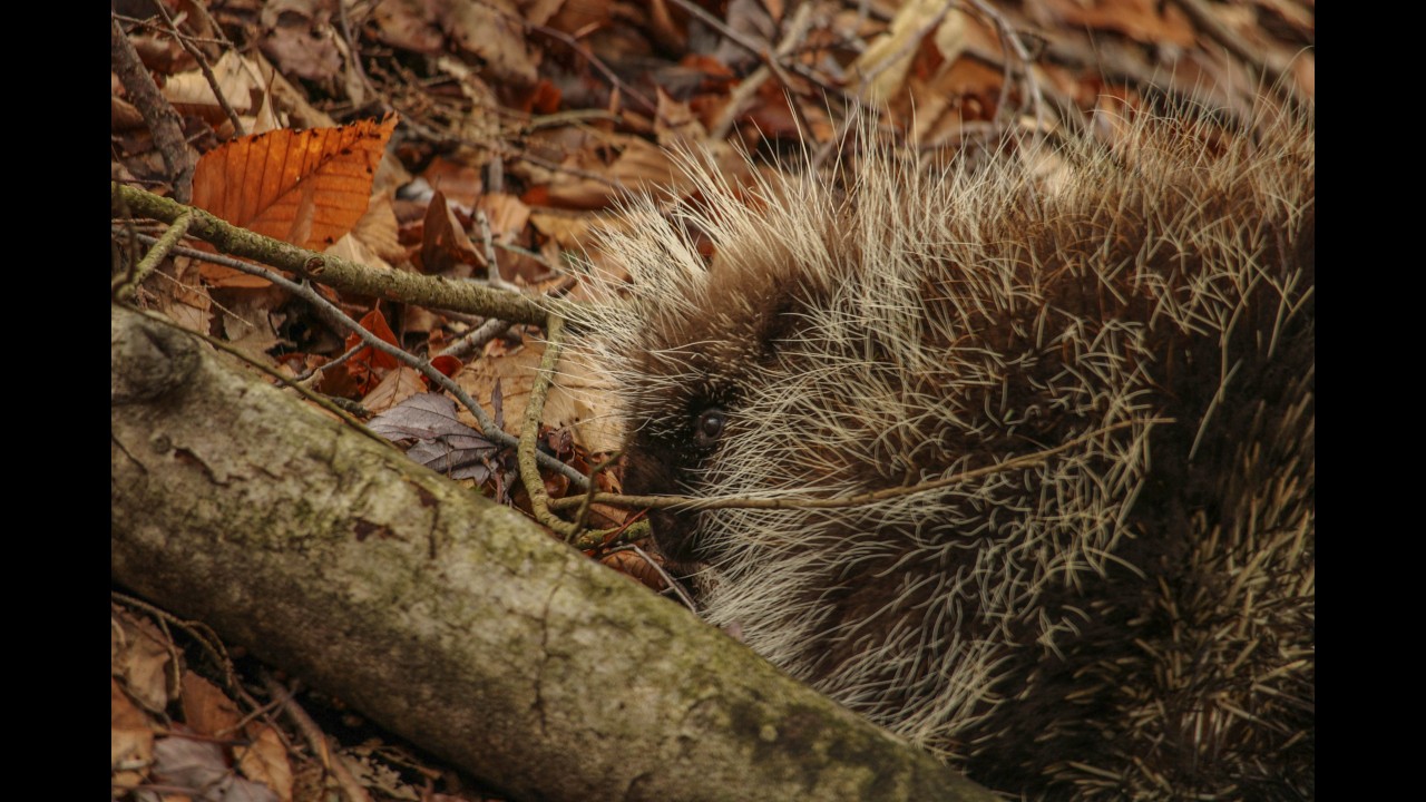 Porcupine Hickory Run State Park