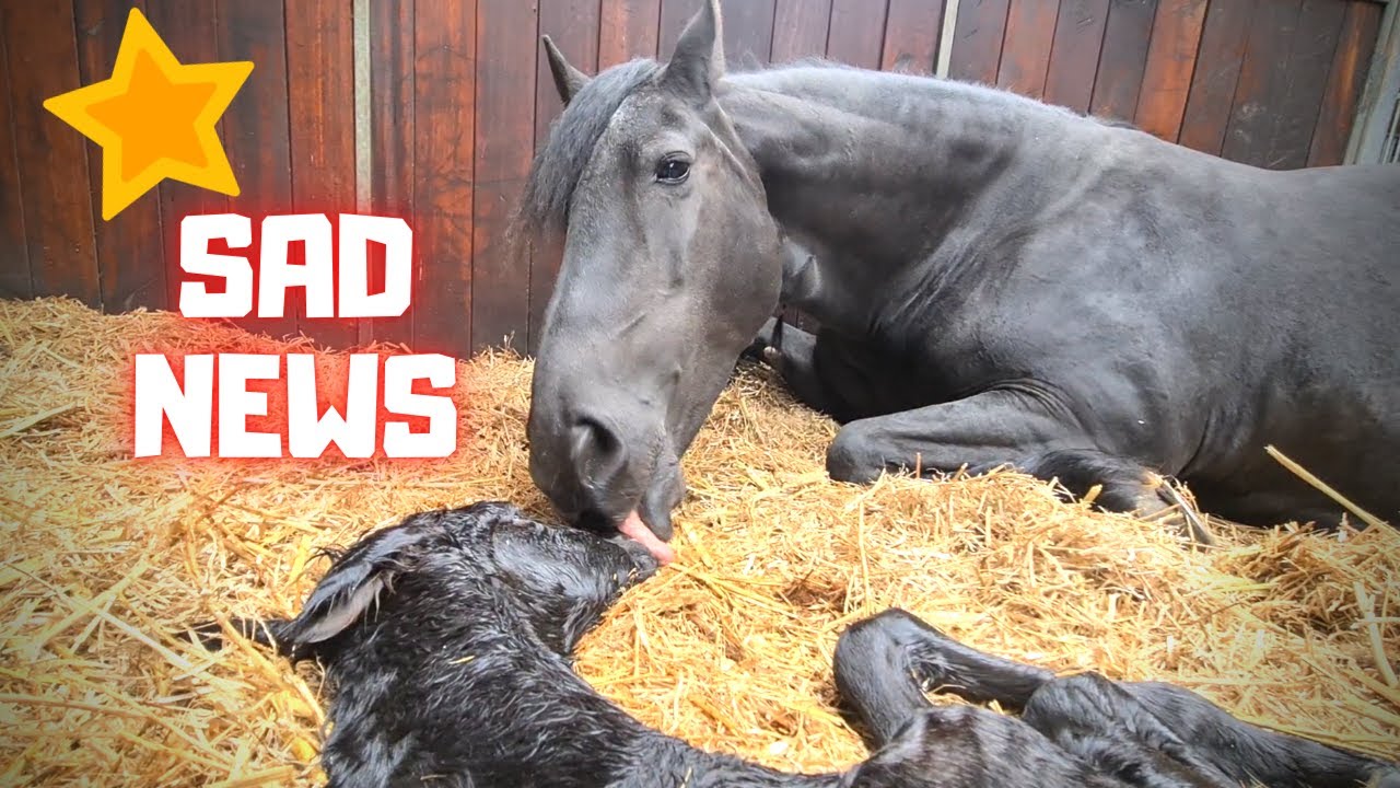 Sad news about Queen👑Uniek's foal⭐ | Friesian Horses