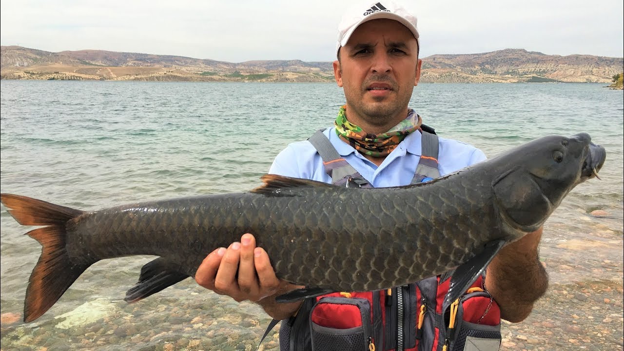 Birecik Barajı Şabut Balığı Avımız