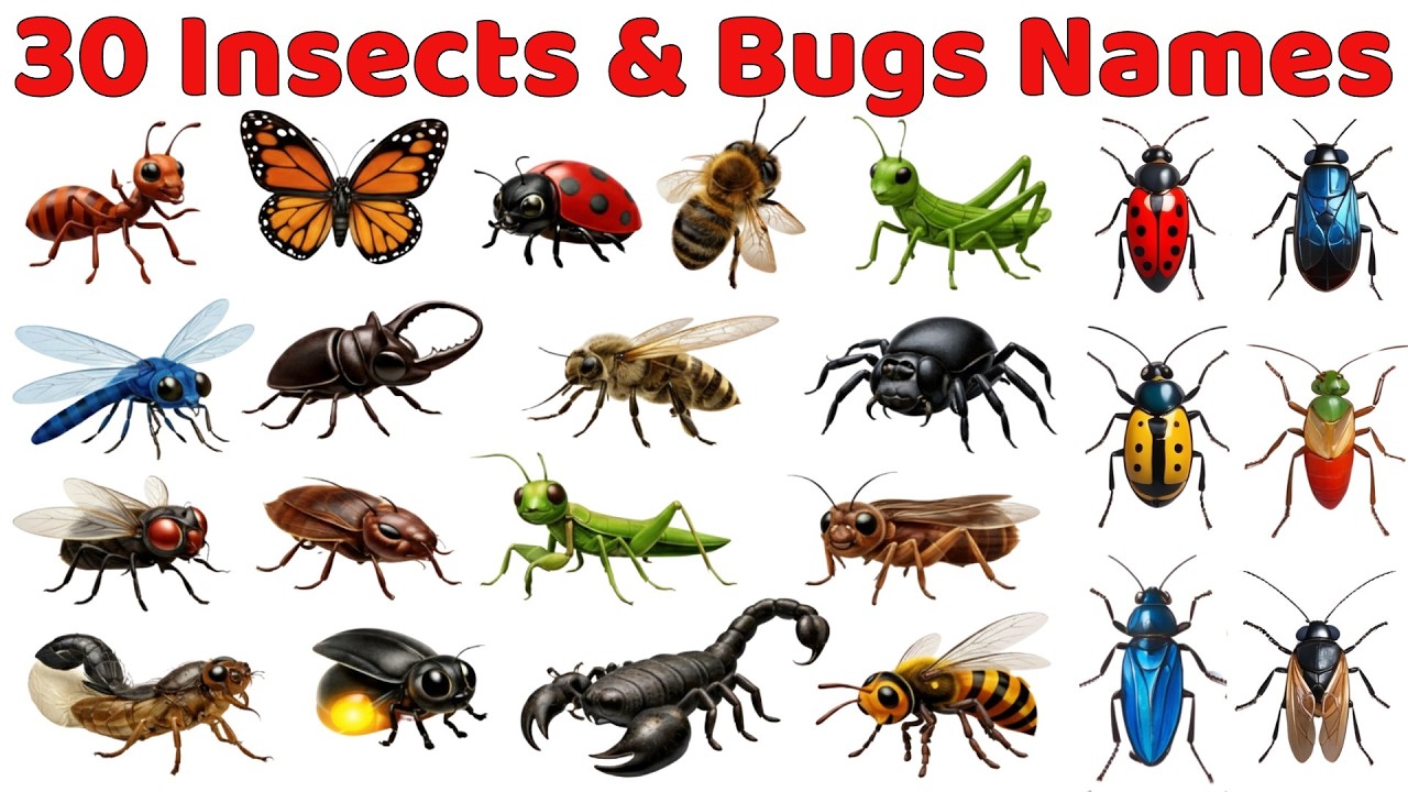🐞 «Насекомые и жучки для детей | Изучаем названия и звуки насекомых | Веселое обучающее видео для...