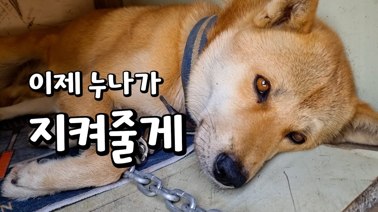 삼용아 낮에는 누나가 지켜줄게 시골 반려동물들의 가을 어느날