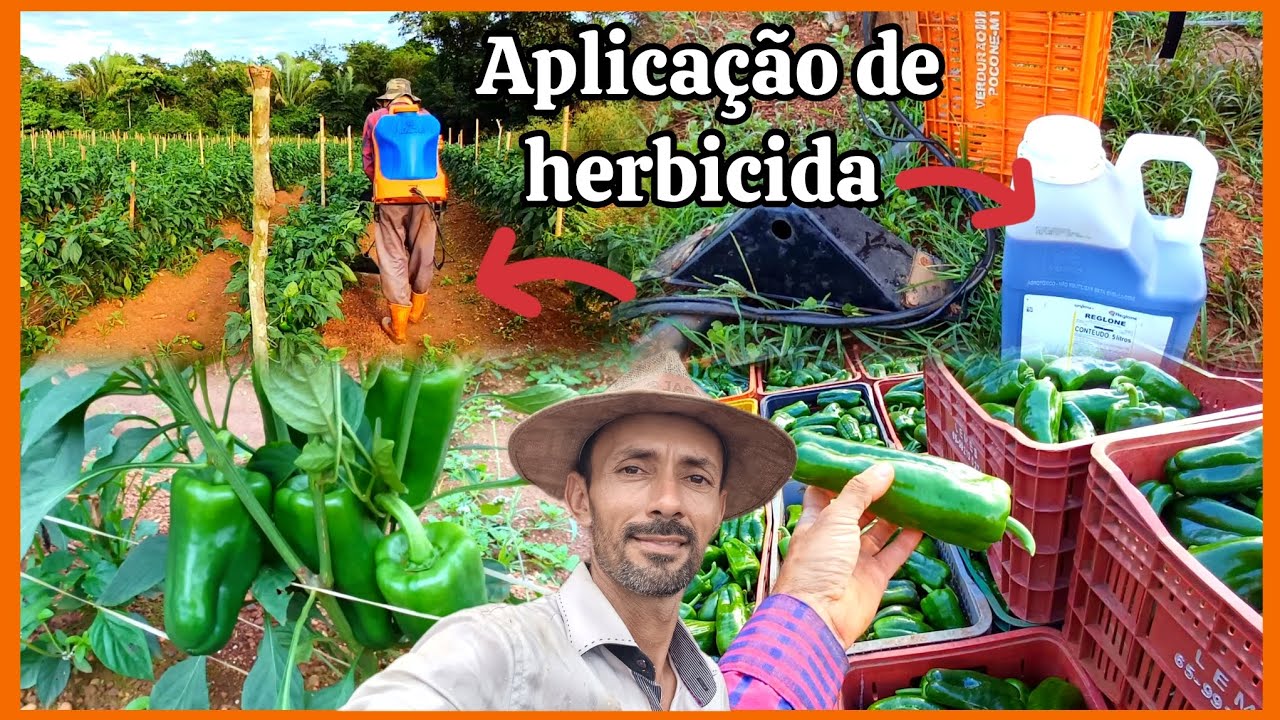 🫑🍃Aplica&ccedil;&atilde;o de herbicidas no piment&atilde;o  controle do mato 🌿🌿🌿🌿🌿🌿🌿🌿