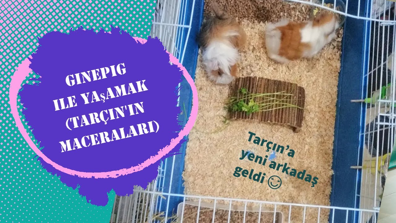 Ginepig ile yaşamak (Tarçın'ın maceraları)