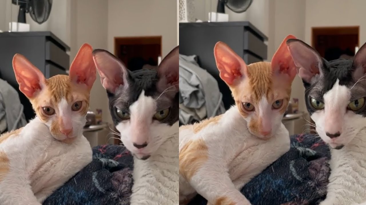 HEART FILLED CORNISH REX MOMENTS