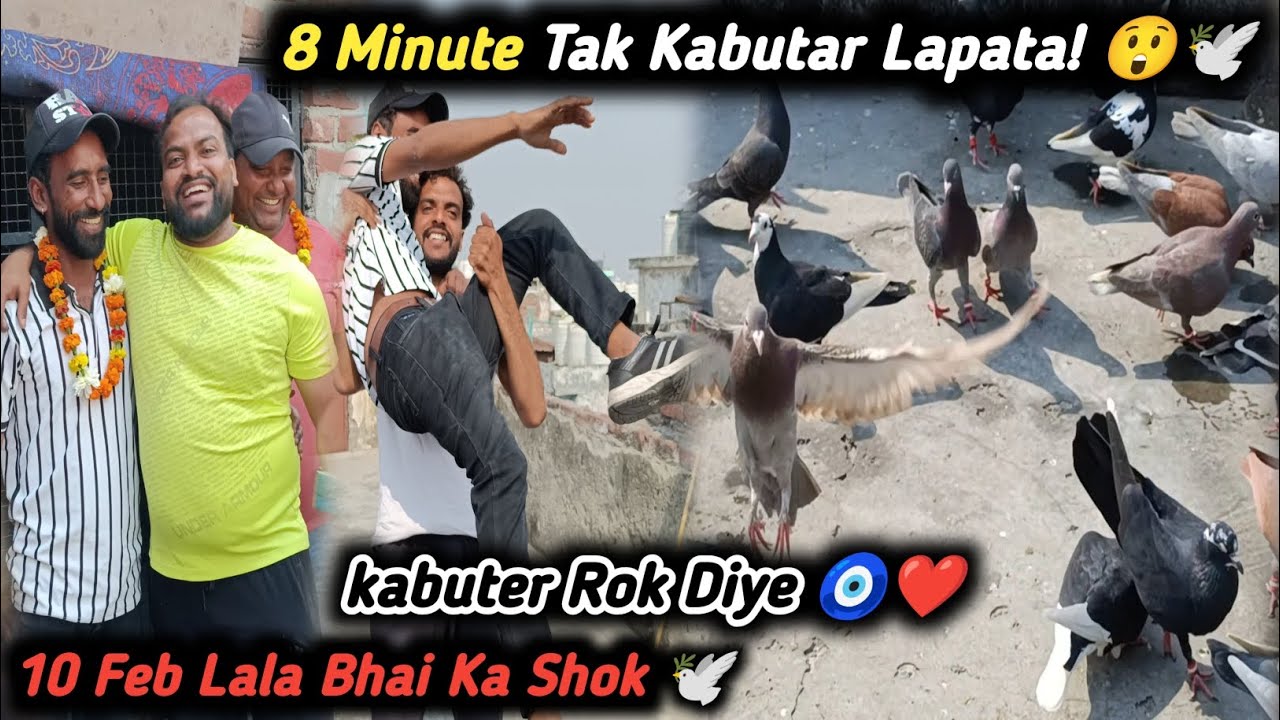 10 Feb,,Shastri Nagar,, se Lala Bhai ka shok,, 8 Minute Tak Kabutar Lapata! 😲🕊️