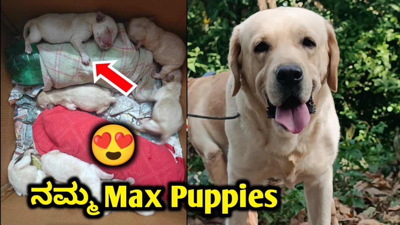  ನಮ್ಮ Max Puppies | New vlog | Pet care kannada 