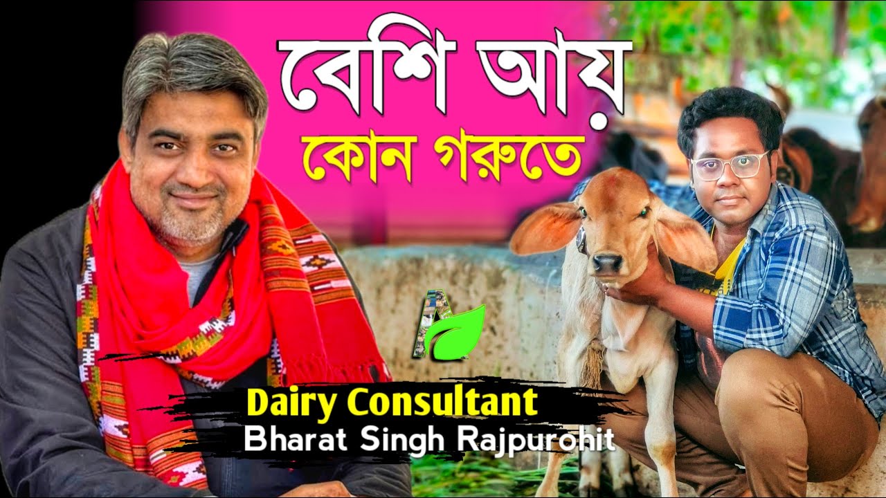 কিভাবে Dairy Farming করলে আয় হবে বেশি |  Dairy Farm in India | Cow Farm in West Bengal | গরুর খামার