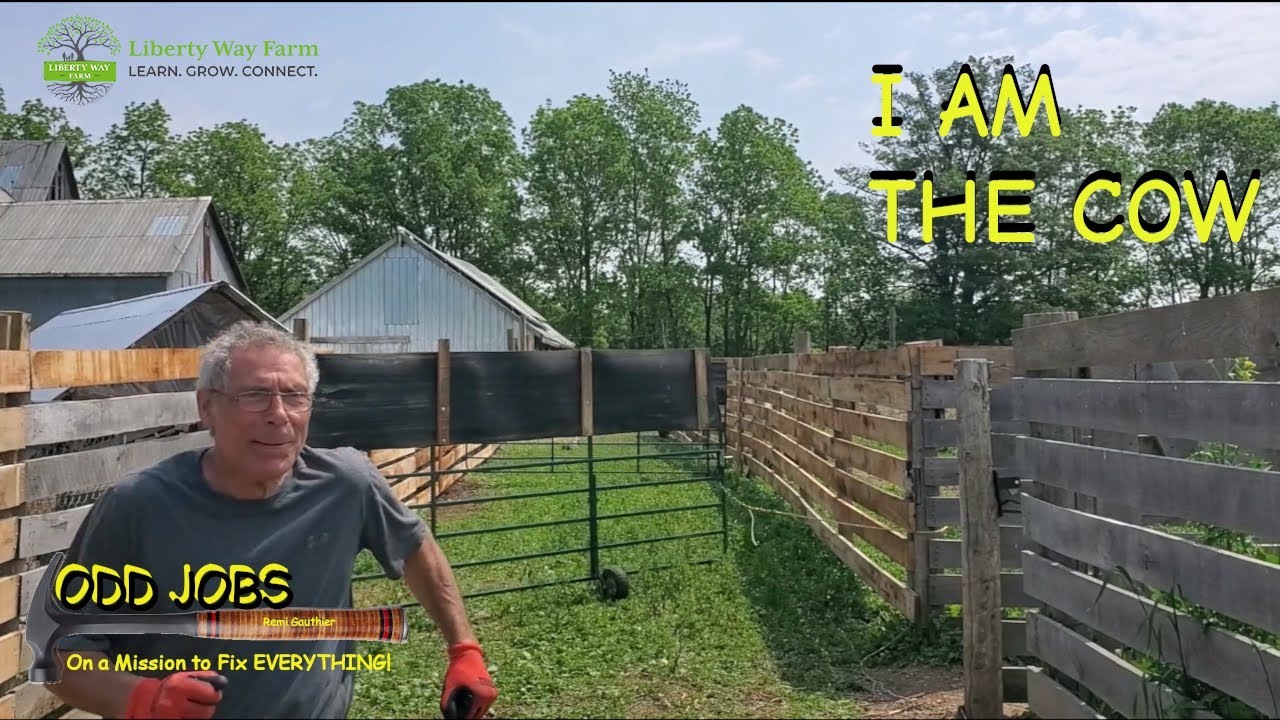 I am the Cow