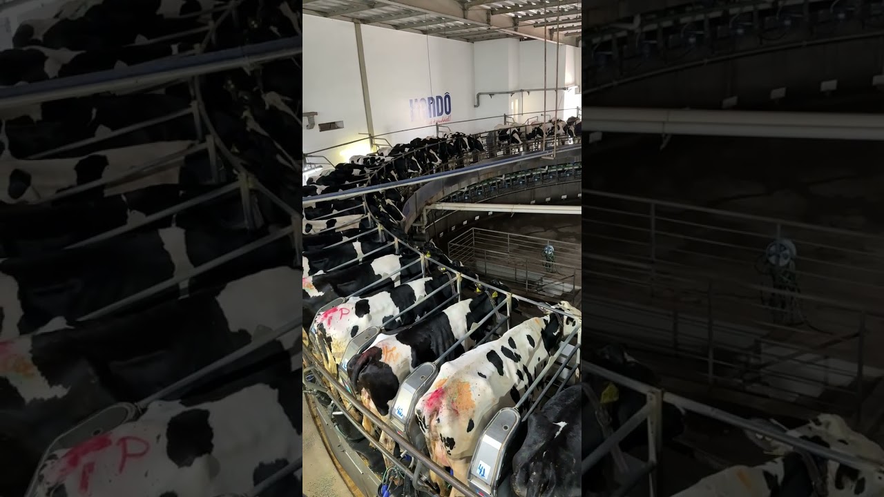 The rotary milking parlor is one of the most efficient systems worldwide.