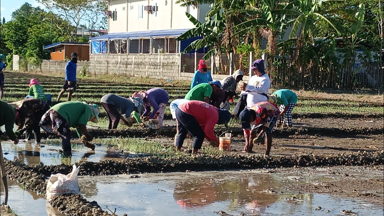 TRANSPLANT DAY NG AMING UNION SEEDLINGS! #buhaymagsasaka @itsmejrs1129 