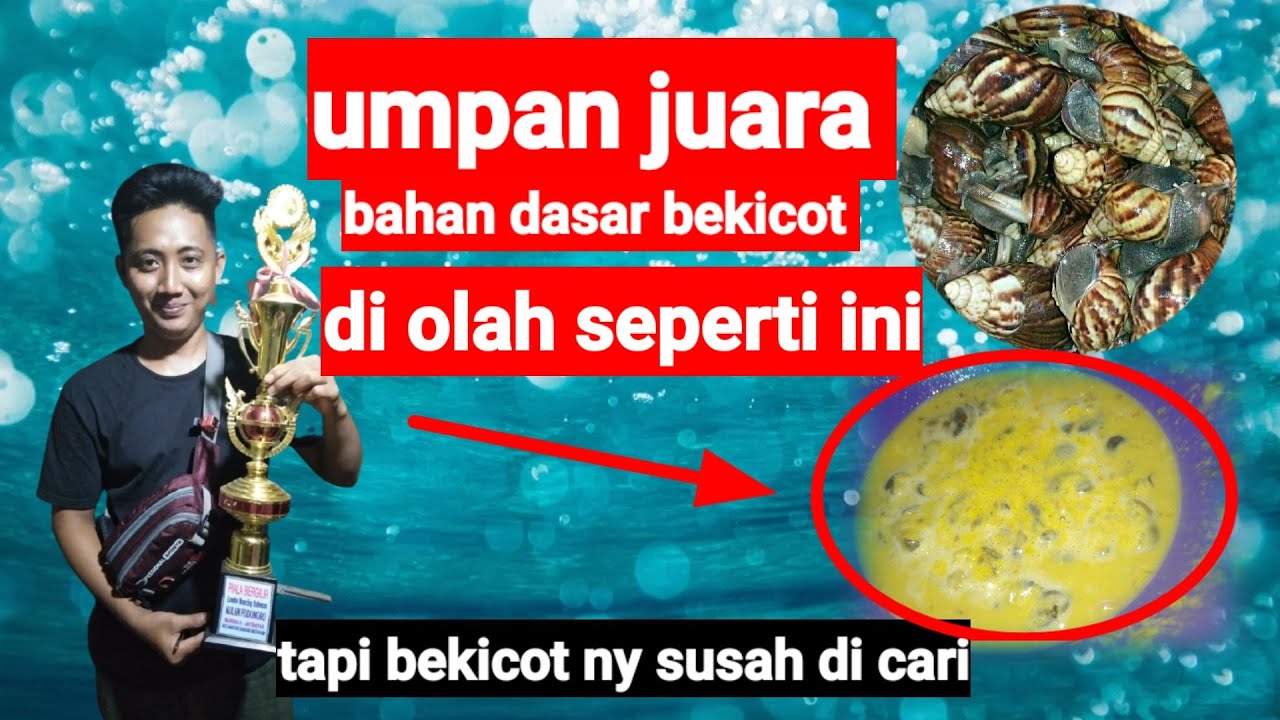 UMPAN JUARA  GALATAMA LELE,!! ATAU UMPAN LELE PALING JITU UNTUK MANCING LELE DI EMPANG