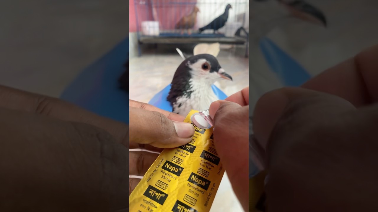 If the pigeon has a fever, feed it one-fourth of the amount💊💊 #pigeon #shorts #kobutor #kalapati