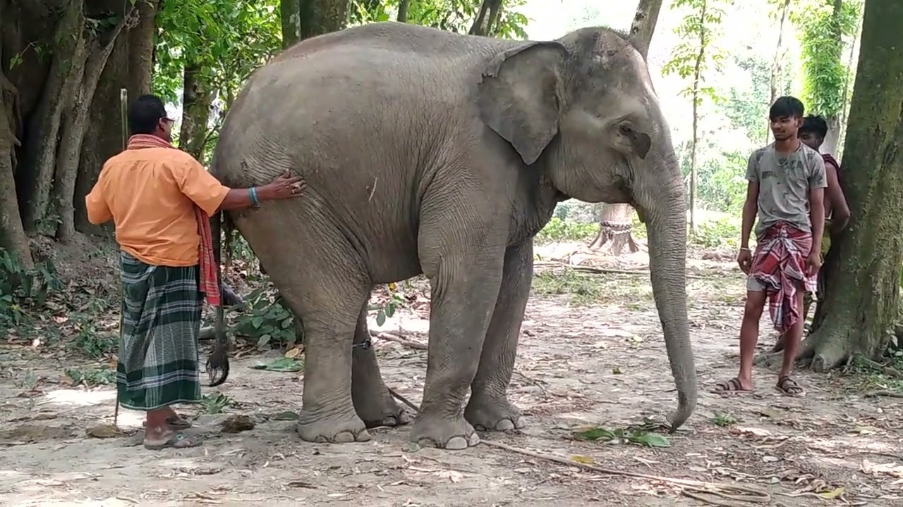হাতিকে ট্রেনিং দেয়ার ভিডিও।