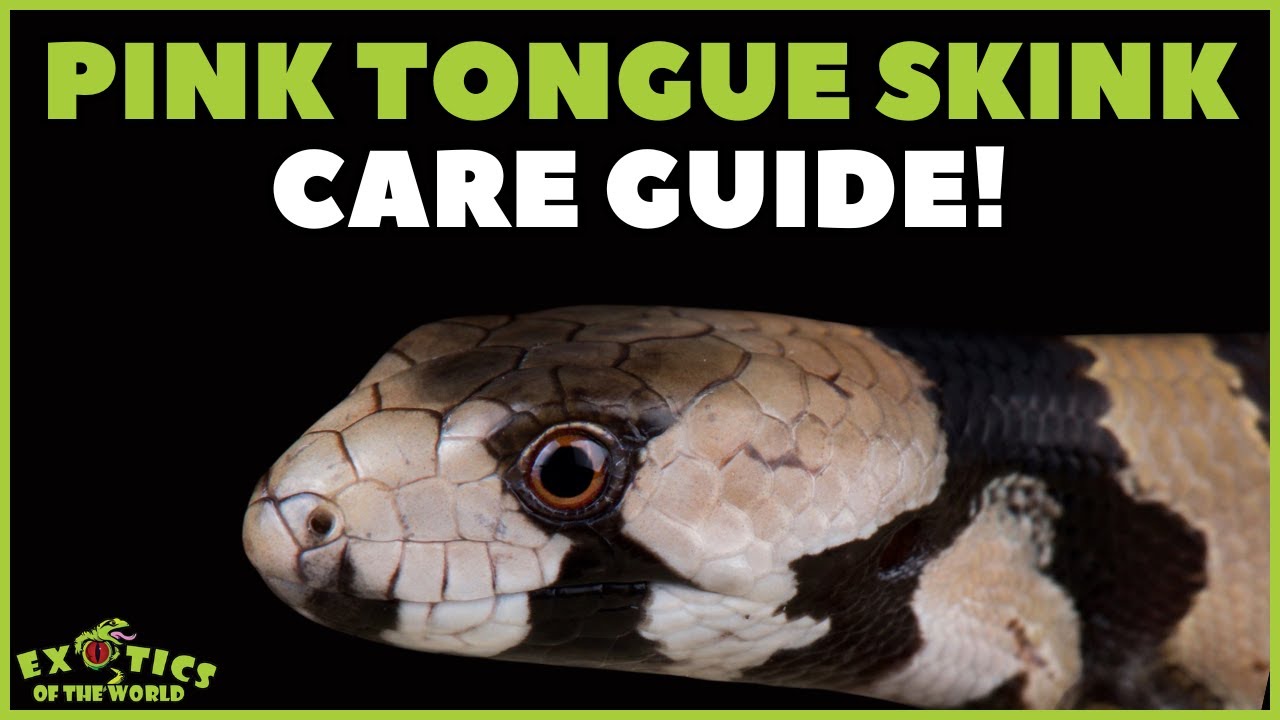 Pink Tongue Skink Care - How To Take Care Of A Pink Tongue Skink