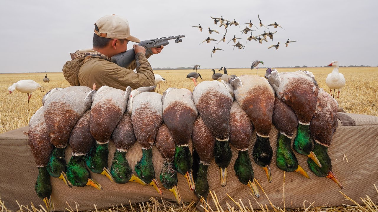 Freelance Duck Hunting GIANT Northern Mallards!
