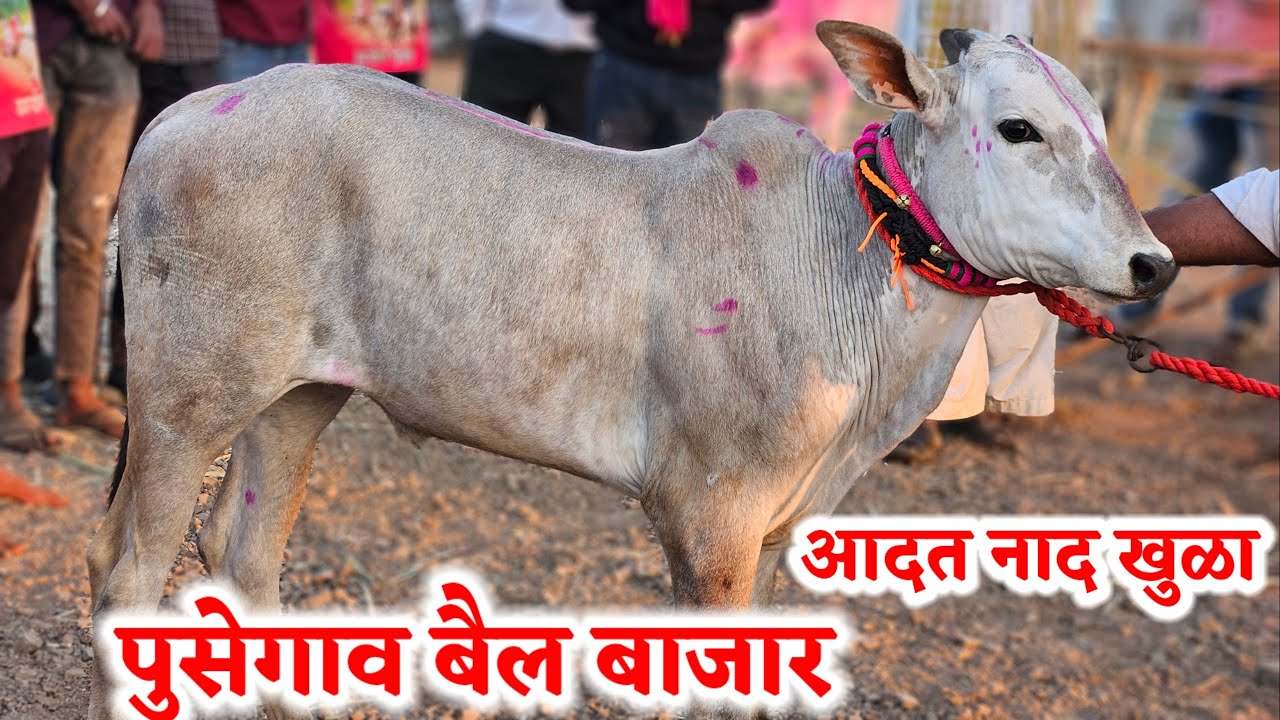 पुसेगाव बैल बाजारात आदत वासराची विक्रमी विक्री …pusegav Bail Bajar..Bail Bazar pusegav ... #pusegav