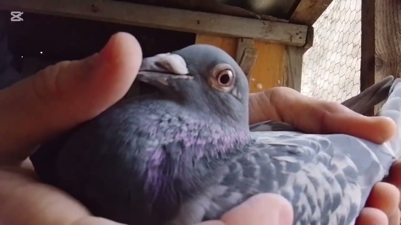 Porumbei noi in crescătorie🕊️💪♥️♥️