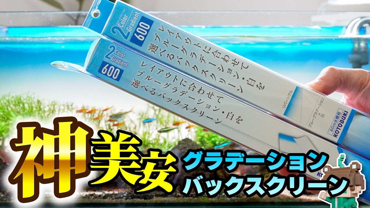 【最速レビュー】待望のグラデーションバックスクリーン！300円から買える美しいフィルムがコトブキから新発売【ビバアクア】#アクアリウム #熱帯魚