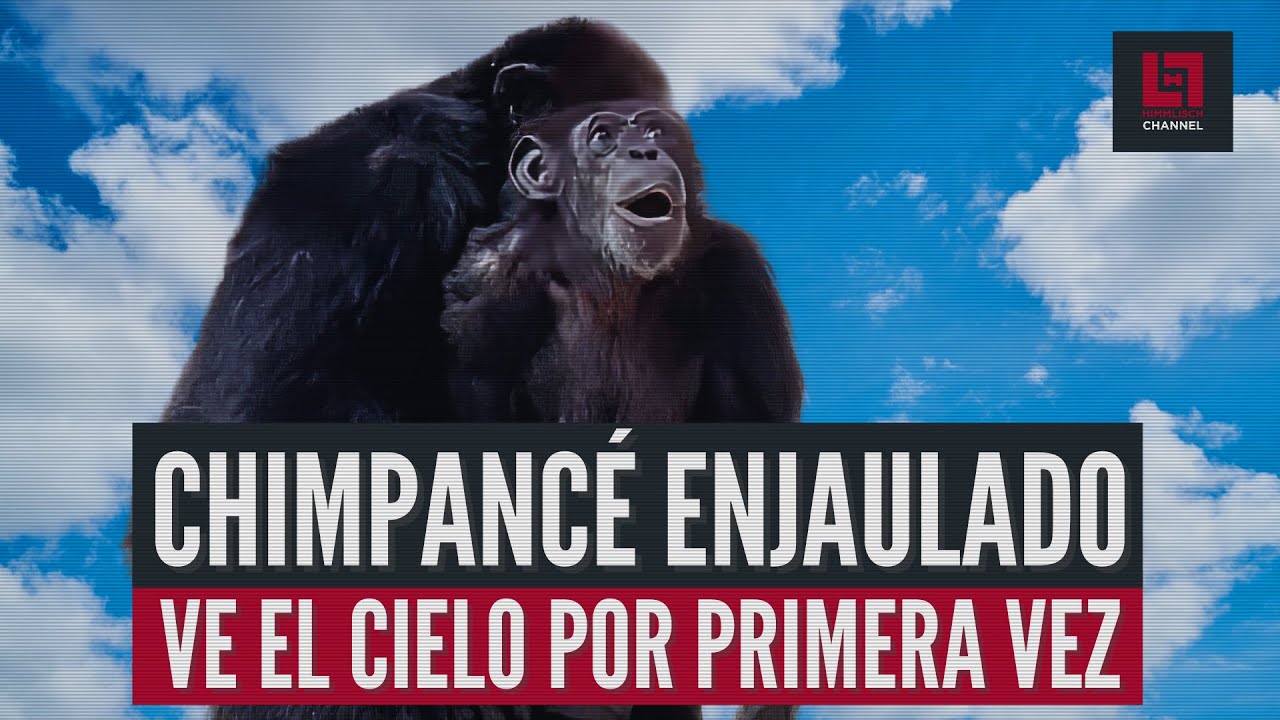 Vanilla, una chimpancé enjaulada toda su vida, ve el cielo por primera vez