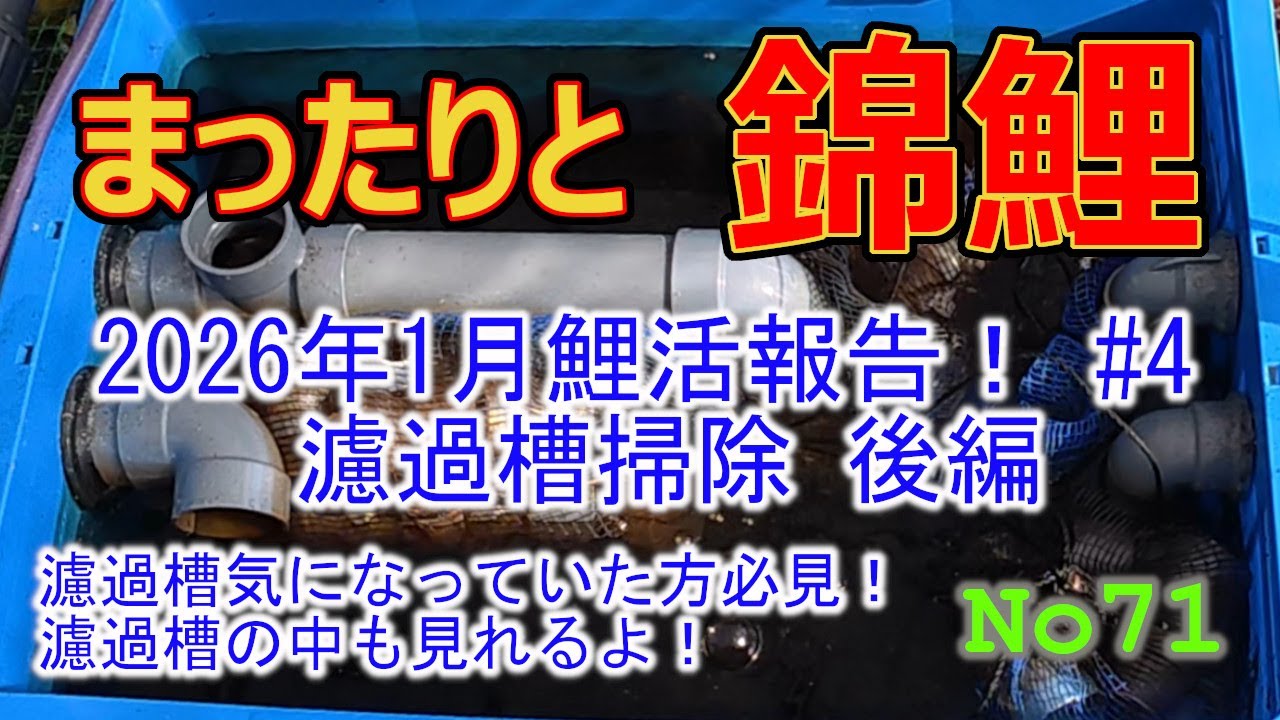 まったりと錦鯉No71【2026年1月鯉活報告！#4 濾過槽掃除 後編】