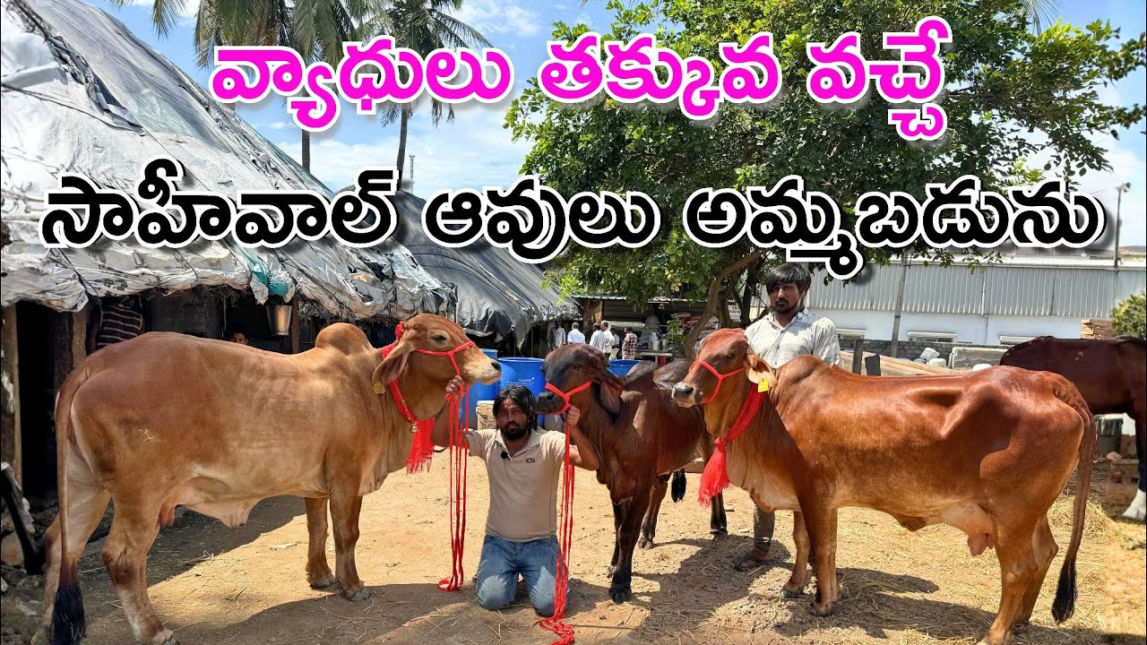 వ్యాధులు తక్కువ వచ్చే సాహీవాల్ ఆవులు అమ్మబడును | sahiwal Cows in Chintalkunta 