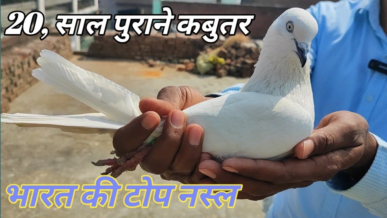 India Ki Top Nasl Sambhal Wale Kabootar ? Nasir Bhai Kundarki Up