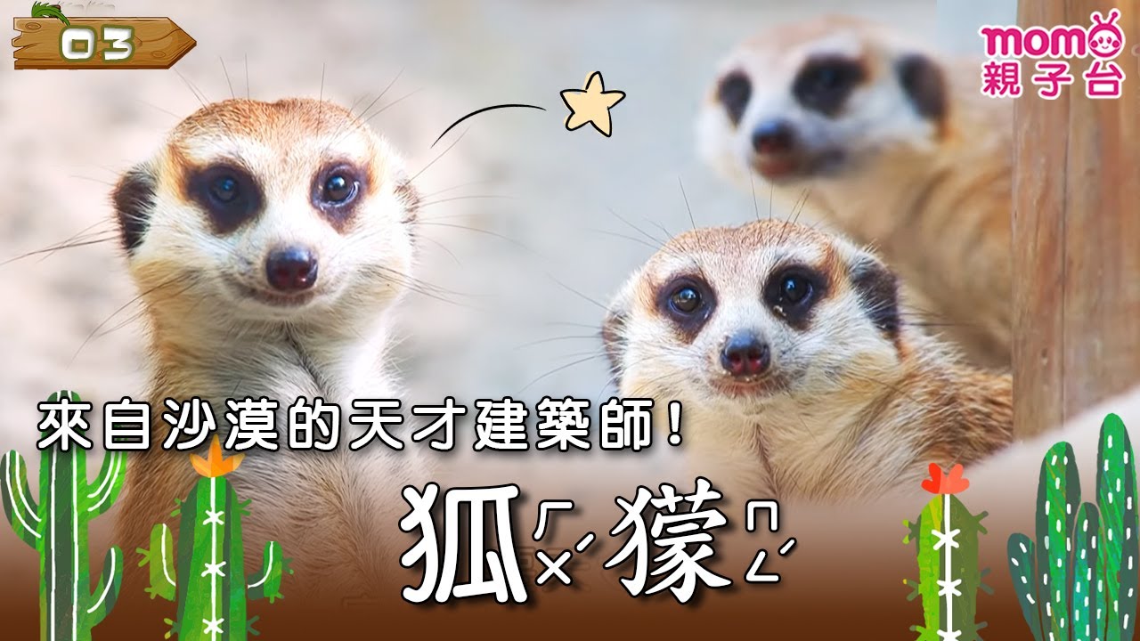 【狐獴】Meerkat◉‿◉｜來自沙漠的天才建築師｜動物介紹｜昆蟲介紹｜寫實紀錄｜生態環境｜《動物大聯盟》S2 EP03｜#momo親子台 24頻道