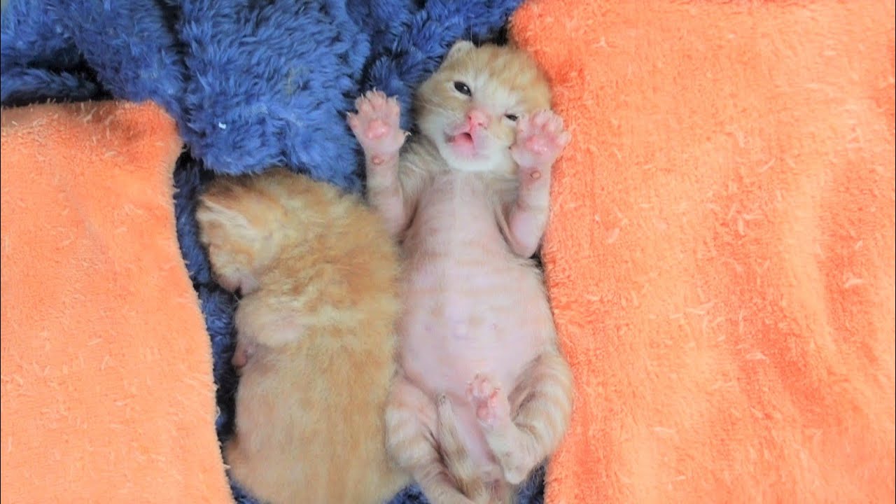 【生後15日】ミルクを飲みすぎて動けなくなってしまった赤ちゃん猫