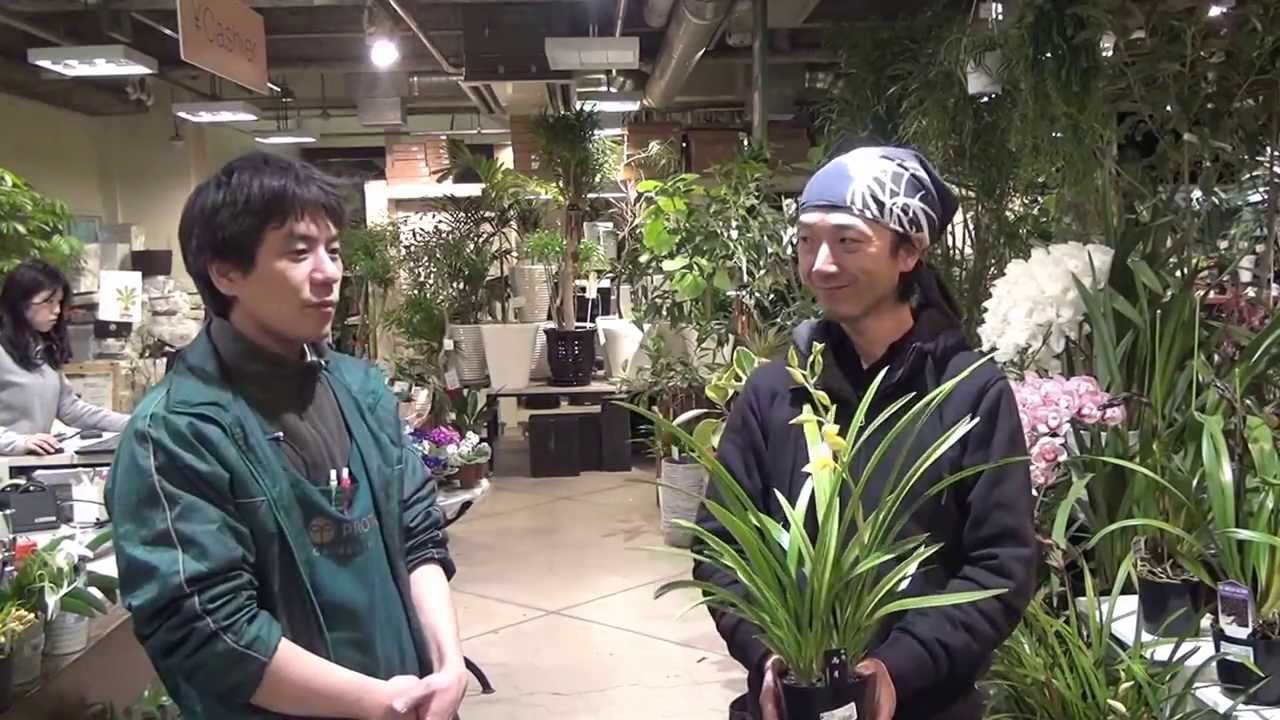 和蘭（雨月）の紹介