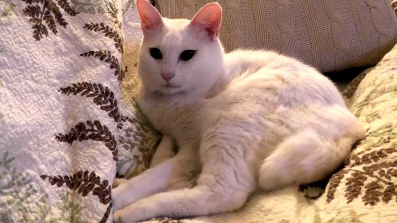 8分間ねこがグルーミングするだけの映像　白ねこ　ベル　グルーミング