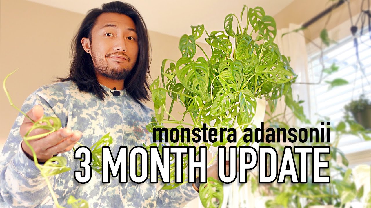 3 Months After Combining Cuttings with Mother Plant | Monstera Adansonii UPDATE