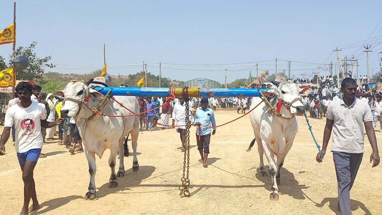 కాలువ బుగ్గ న్యూ కేటగిరి విభాగంలో 5వ జత