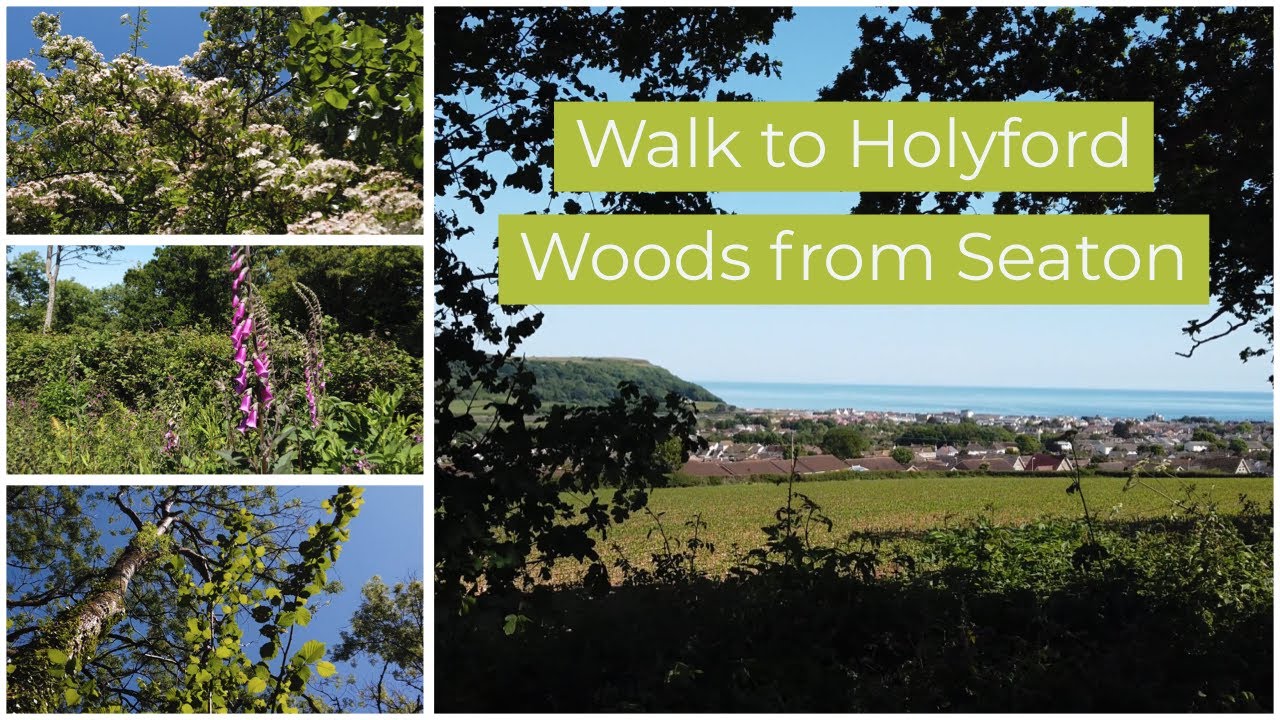 Nice walk from Seaton to the Holyford Woods Local Nature Reserve