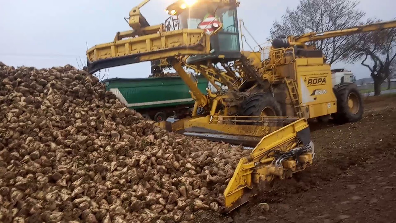 Odbiór buraków cukrowych. Ropa maus 4 vs. 700 ton buraka