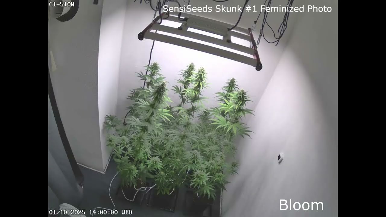 SENSISEEDS Skunk#1 Full Home Grow Timelapse (Feminized, Photo)