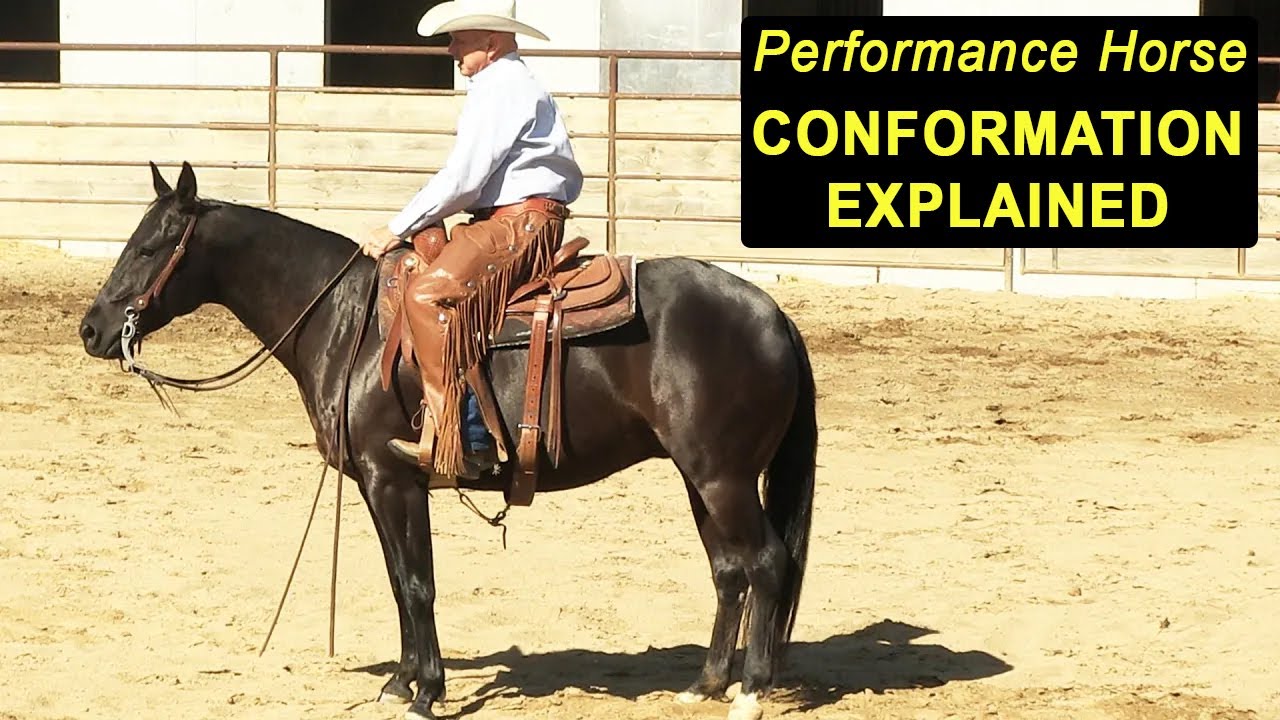 Performance Horse Conformation Explained - Training For Reining & Cutting Horses